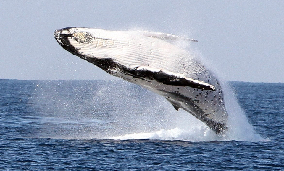See the Whales from a luxury superyacht! Take a cruise with Boattime Charters for your chance to see the beautiful Humpback Whales off the Gold Coast 
